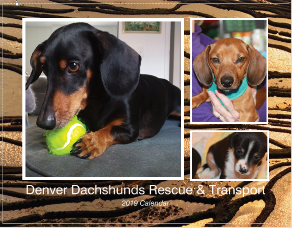 Painting With a Purpose Denver Dachshund Rescue & Transport